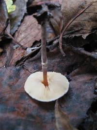 Lepiota cristata image