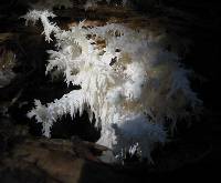 Hericium coralloides image