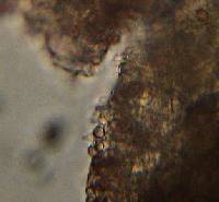 Psilocybe caerulescens image
