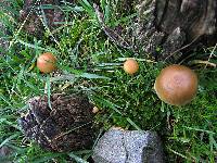 Psilocybe aztecorum image