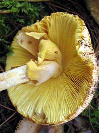 Amanita laurae image