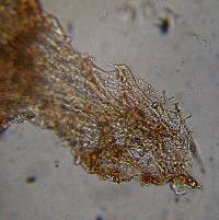 Leucoagaricus caerulescens image