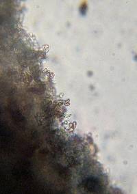 Psilocybe zapotecorum image