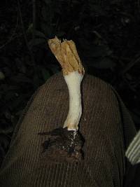 Morchella rufobrunnea image