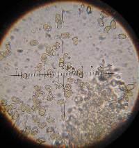 Inocybe curvipes image