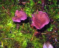 Laccaria amethysteo-occidentalis image