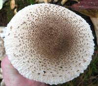 Macrolepiota procera var. procera image