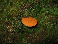 Boletus roxanae image