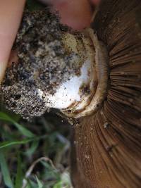 Agaricus bitorquis image