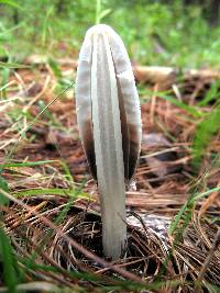 Coprinus comatus image