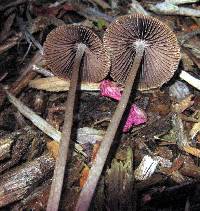 Psathyrella corrugis image