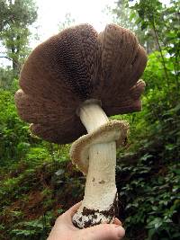 Agaricus augustus image