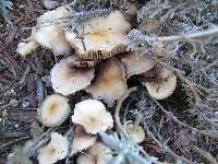 Psilocybe ovoideocystidiata image