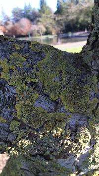 Xanthoria parietina var. parietina image