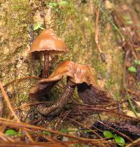 Psilocybe muliercula image