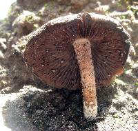 Psilocybe caerulescens image