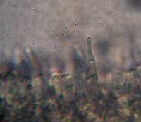 Psilocybe muliercula image