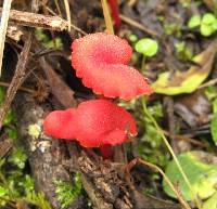 Hygrocybe cantharellus image