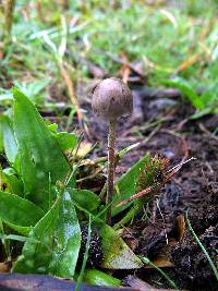 Panaeolus papilionaceus image