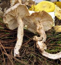 Tricholoma luridum image