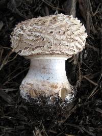 Chlorophyllum brunneum image