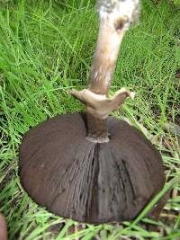 Agaricus californicus image