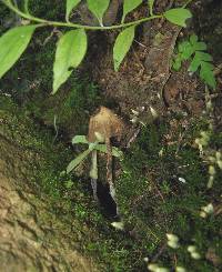 Psilocybe zapotecorum image