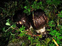 Agaricus augustus image