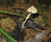 Psilocybe zapotecorum image