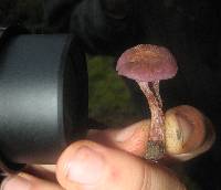 Laccaria amethysteo-occidentalis image