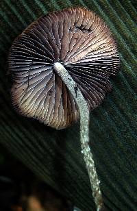 Psilocybe zapotecorum image