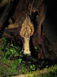 Morchella rufobrunnea image