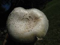 Agaricus bitorquis image