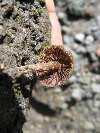 Psilocybe muliercula image