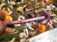 Inocybe geophylla image