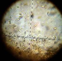 Rhizopogon ochraceorubens image