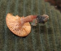 Lactarius fragilis image