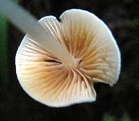 Entoloma sericellum image