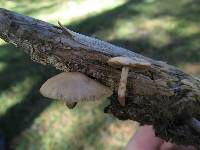 Psilocybe aztecorum image