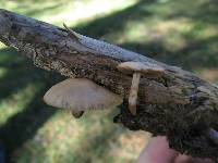 Psilocybe aztecorum image