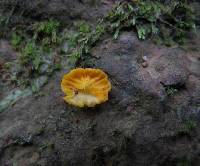 Cantharellus minor image