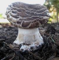 Chlorophyllum brunneum image