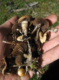 Psilocybe aztecorum image