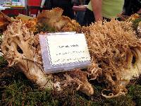 Ramaria botrytis image