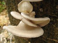 Pleurotus ostreatus image