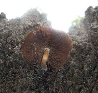 Psilocybe caerulescens image