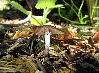 Psilocybe cyanescens image