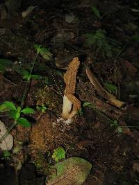 Morchella rufobrunnea image