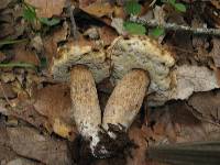 Boletus variipes image