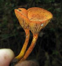 Phylloporus aurantiacus image